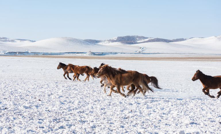 Ulan Butong + Mulan Weichang + Saihannba + Bashang + Chengde 5-Day 4-Night Trip (29)